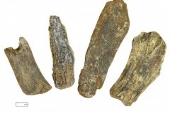 Mineralised animal bone