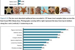 Beam Trawl Samples: Top ten species