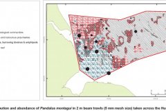 Pandalus montagui abundance and distribution map