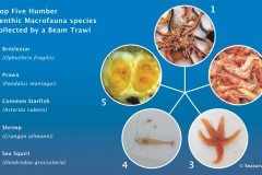 Top Five Species collected by a Beam Trawl