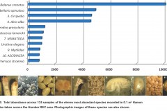 Top Ten Species collected by Hamon Grab