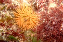 Beadlet anemone2 (Actinia equina)