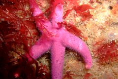 Bloody henry starfish (Henricia oculata)