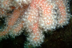 Red sea fingers (Alcyonium glomeratum)
