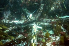 Three anchors at the Bartholomew Ledges wrecksite