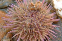 Sea Urchin (Psammechinus spp.)
