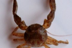 Porcelain Crab (Pisidia spp.)