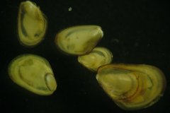 Juvenile Saltwater Mussels (Mytilidae)