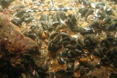 Blue Mussels (Mytulis edulis)