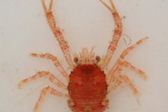 Squat lobster (Galathea intermedia)