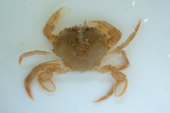 Flying Crab (Liocarcinus holsatus)