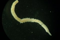 Polychaete Worm (Magelona johnstoni)