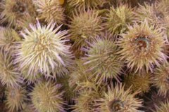 Green Sea Urchin (Psammechinus miliaris)
