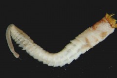 Ross worm (Sabellaria spinulosa)