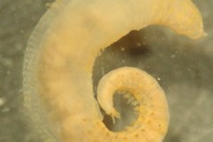 Polychaete worm (Scalibregma inflatum)