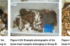 Beam trawl samples