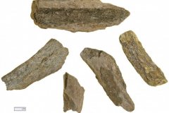 Mineralised animal bone