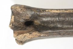Deer bone
