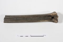 Deer bone