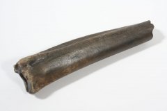 Deer bone
