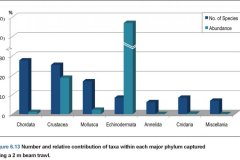 Beam Trawl samples: animal type graph