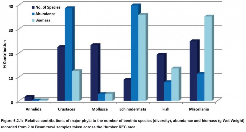 Beam Trawl samples: animal type graph