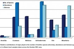 Beam Trawl samples: animal type graph