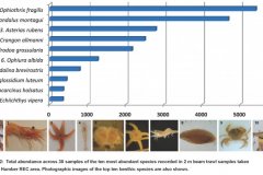 Beam Trawl samples: Top ten species