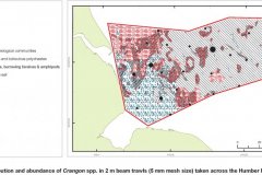 Crangon spp. abundance and distribution map