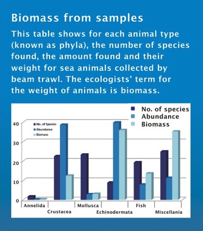 Bar Chart for samples collected by Beam Trawl