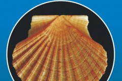 Humber Epifauna