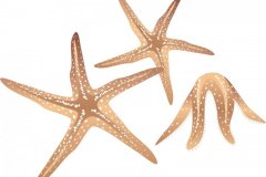Starfish