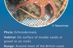 Humber Seafloor Species