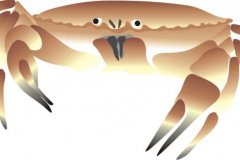 Crab