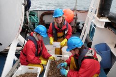 On the boat: sorting Hamon Grab samples