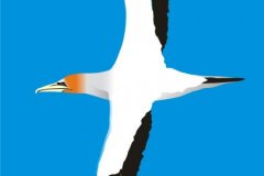 Gannet