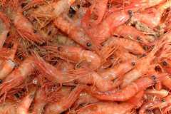 Pink Shrimp