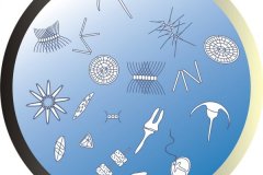 Phytoplankton
