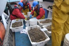 On the boat: sorting Hamon Grab samples
