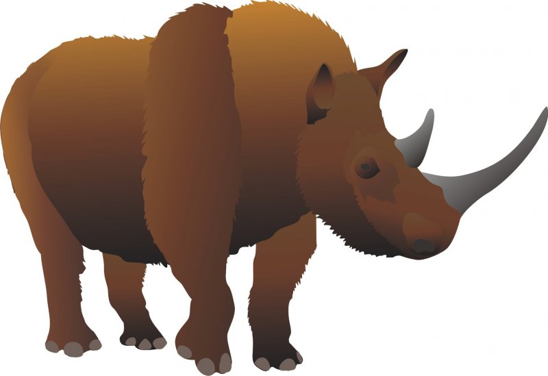 Wooly Rhino