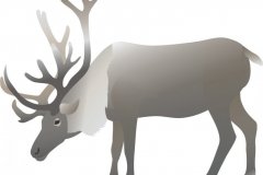 Reindeer