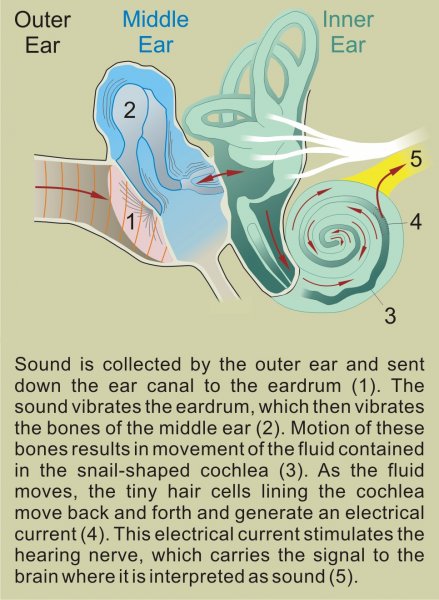 How we hear sound (plus text).