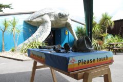 Sea life and artefacts, Weymouth
