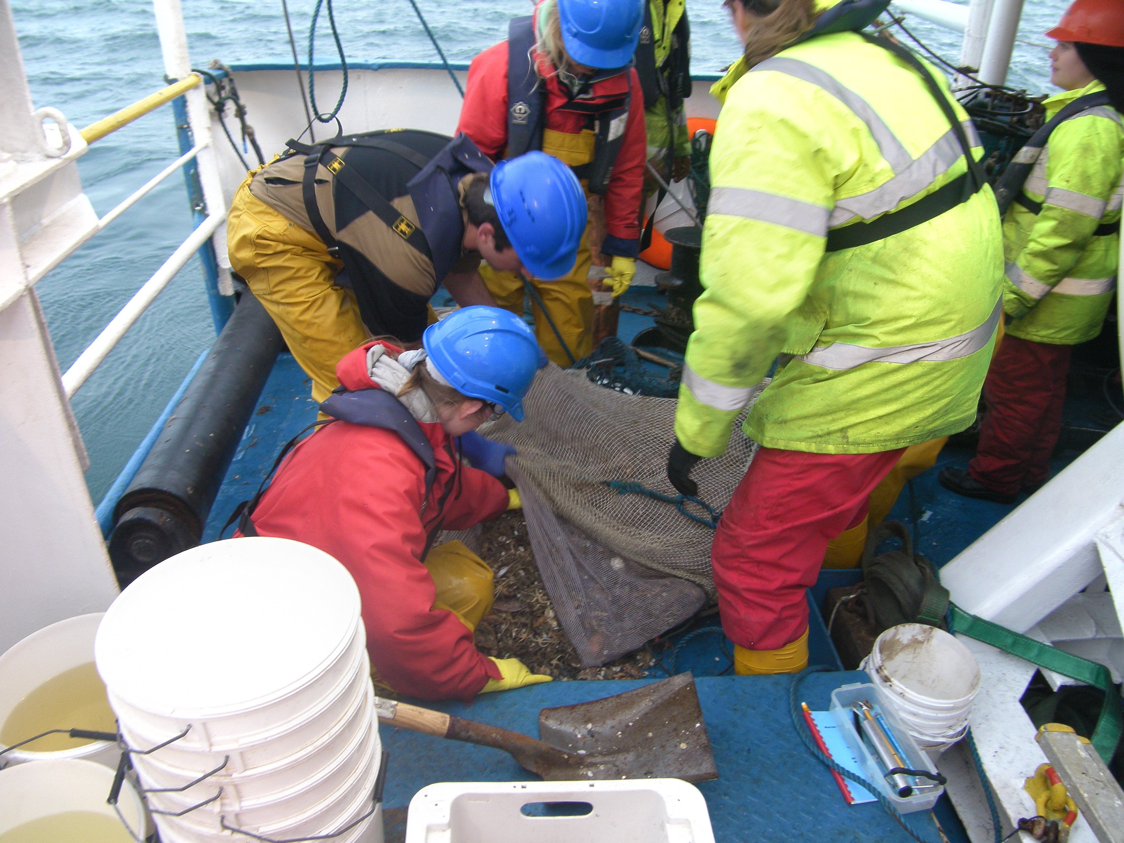 On the boat: beam trawl sample