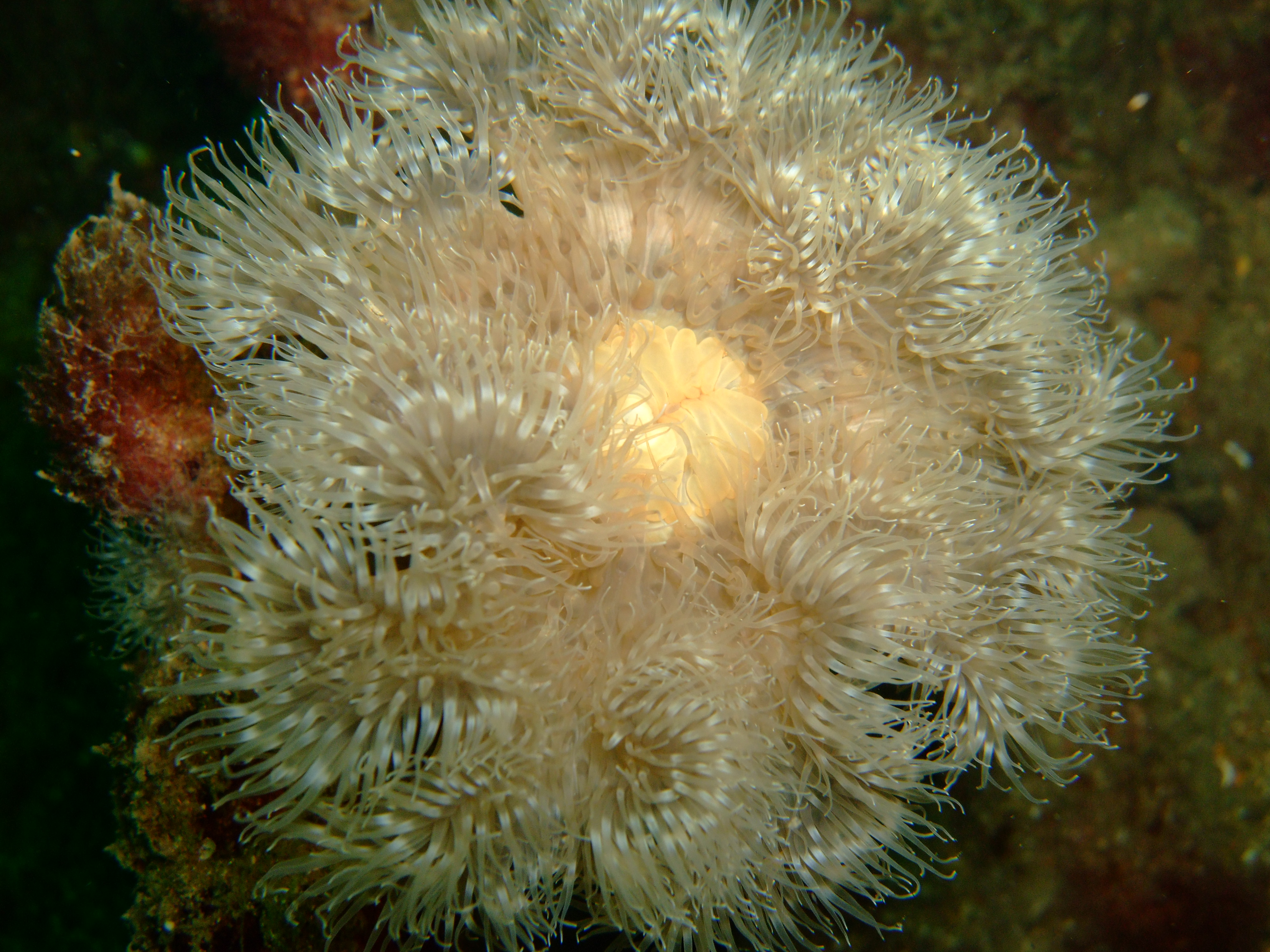 Plumose anemones (Metridium senile)