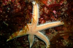 A Seven armed-starfish (Luidia Ciliaris) with 5 arms
