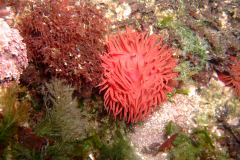 Beadlet anemone (Actinia equina)