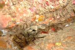 Brown sea cucumber and fan worm tubes
