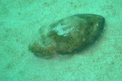 Cuttlefish dark colour defence