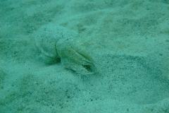 Cuttlefish light colour camouflage